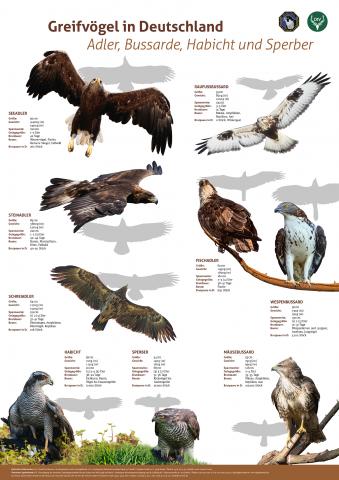 DJV DFO Poster Deutsche Greifvögel DJV DFO Poster Deutsche Greifvögel