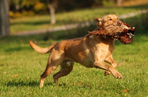 Labrador Retriever Labrador Retriever