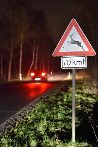 Unfälle mit Rehwild