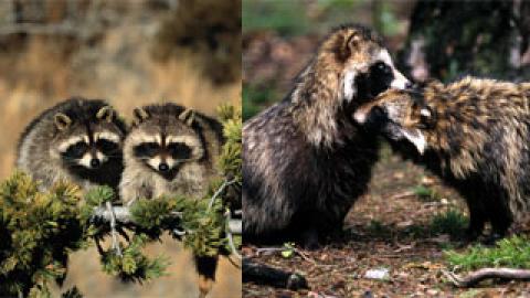 Waschbär und Marderhund breiten sich aus: Jäger befürchten Gefahr für Artenschutz