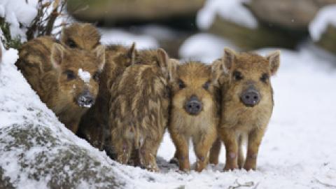 Zu viele Wildschweine in Niedersachsens Natur
