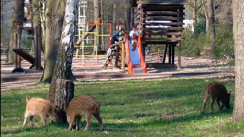 In der Stadt setzen sich Jäger für ein friedliches Zusammenleben von Mensch und Wild ein