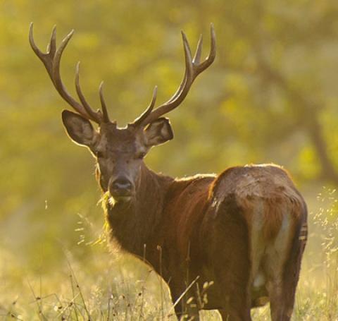 Jagen von Freiwild