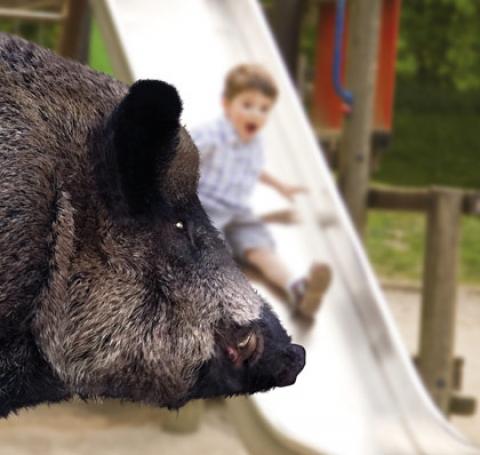 Wildtiere in der Stadt