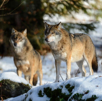 Quelle: Bernhardt/DJV